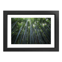 Load image into Gallery viewer, Bamboo Forest Photography Print
